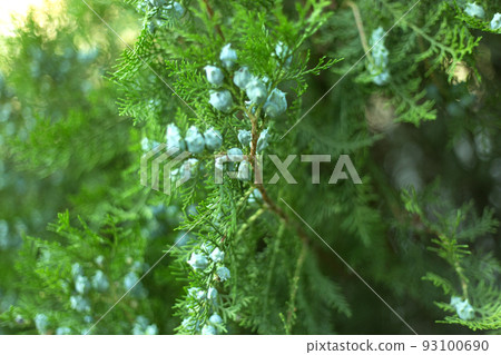 Thuja branches with cones close up background. 93100690