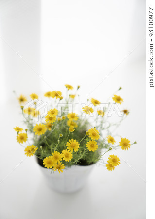 Dahlberg daisy by the window 93100977
