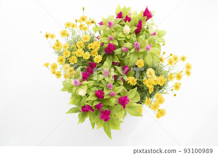 Dahlberg daisy and cockscomb by the window 93100989