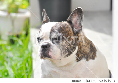 dog or french bulldog, French bulldog or old dog dog or french bulldog, French bulldog or old dog 93101015