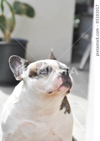 dog or french bulldog, French bulldog or old dog dog or french bulldog, French bulldog or old dog 93101017