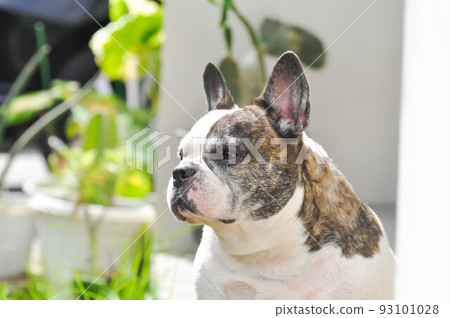 dog or french bulldog, French bulldog or old dog dog or french bulldog, French bulldog or old dog 93101028