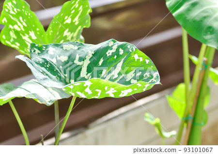 caladium praetermissum, Colocasia esculenta, Colocasia Hilo Beauty or caladium caladium praetermissum, Colocasia esculenta, Colocasia Hilo Beauty or caladium 93101067