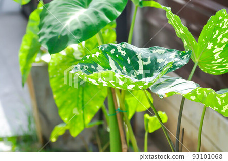 caladium praetermissum, Colocasia esculenta, Colocasia Hilo Beauty or caladium caladium praetermissum, Colocasia esculenta, Colocasia Hilo Beauty or caladium 93101068