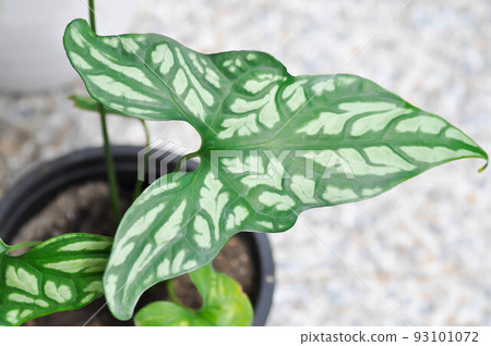 Cercestis mirabilis, Rhektophyllum mirabile or ARACEAE Cercestis mirabilis, Rhektophyllum mirabile or ARACEAE 93101072