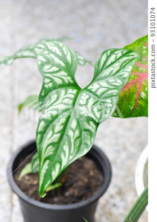 Cercestis mirabilis, Rhektophyllum mirabile or ARACEAE Cercestis mirabilis, Rhektophyllum mirabile or ARACEAE 93101074