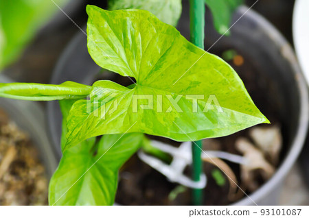 Syngonium podophyllum Mojito or Syngonium Mojito or Syngonium podophyllum, Arrowhead Vine or Goosefoot Plant or Araceae 93101087