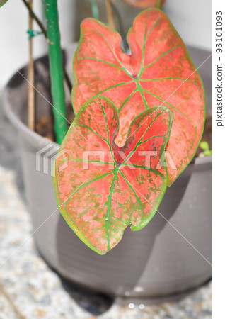 Caladium, Caladium Bicolor Vent or Caladium bicolor or pink caladium Caladium, Caladium Bicolor Vent or Caladium bicolor or pink caladium 93101093
