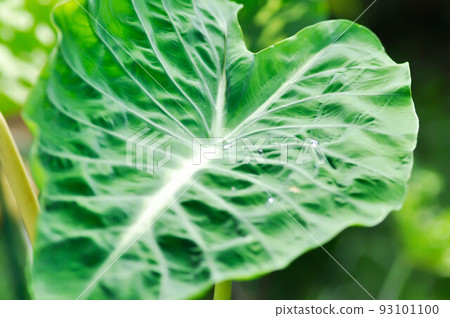 Colocasia Nancys, Colocasia Nancys Revenge , Colocasia esculenta or Colocasia Colocasia Nancys, Colocasia Nancys Revenge , Colocasia esculenta or Colocasia 93101100