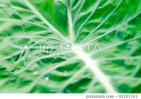 Colocasia Nancys, Colocasia Nancys Revenge , Colocasia esculenta or Colocasia Colocasia Nancys, Colocasia Nancys Revenge , Colocasia esculenta or Colocasia 93101101