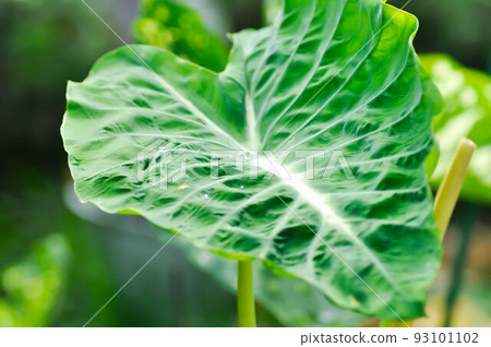Colocasia Nancys, Colocasia Nancys Revenge , Colocasia esculenta or Colocasia Colocasia Nancys, Colocasia Nancys Revenge , Colocasia esculenta or Colocasia 93101102