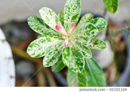 Adenium obesum , Roem and Schult or Impala Lily or Pink Bignonia or Mock Azalea 93101104