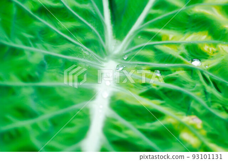 Colocasia Nancys, Colocasia Nancys Revenge , Colocasia esculenta or Colocasia and dew drow Colocasia Nancys, Colocasia Nancys Revenge , Colocasia esculenta or Colocasia and dew drow 93101131