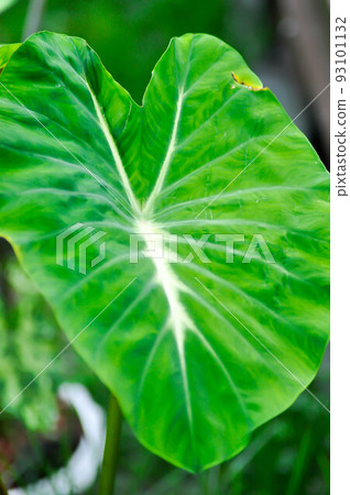 Colocasia Nancys, Colocasia Nancys Revenge , Colocasia esculenta or Colocasia Colocasia Nancys, Colocasia Nancys Revenge , Colocasia esculenta or Colocasia 93101132