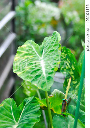 Colocasia Nancys, Colocasia Nancys Revenge , Colocasia esculenta or Colocasia and dew drow Colocasia Nancys, Colocasia Nancys Revenge , Colocasia esculenta or Colocasia and dew drow 93101133