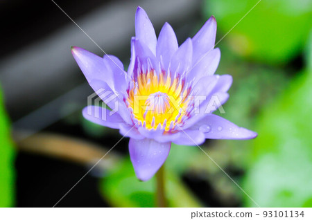lotus or florescent purple lotus or purple lotus or Water Lily ,Nymphaea lotus 93101134