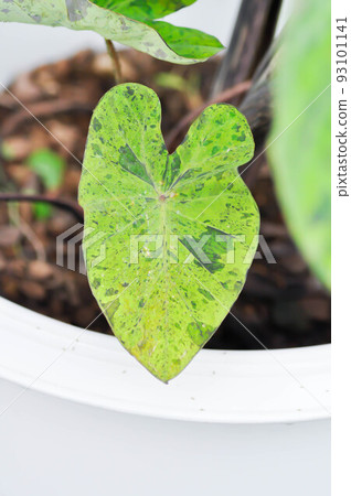 Colocasia Mojito or Colocasia esculenta Mojito,Taro or Colocasia Colocasia Mojito or Colocasia esculenta Mojito,Taro or Colocasia 93101141
