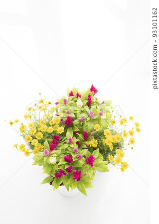 Dahlberg daisy and cockscomb by the window 93101162