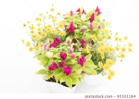 Dahlberg daisy and cockscomb by the window 93101164