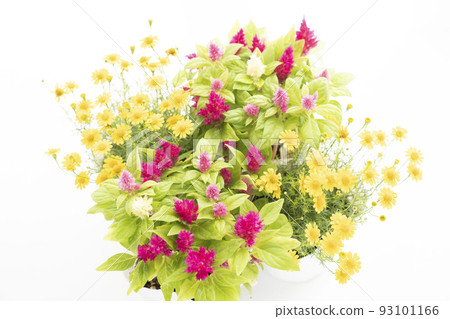 窗邊的達爾伯格雛菊和雞冠 窗邊的達爾伯格雛菊和雞冠 93101166