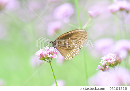 butterfly and Verbena bonariensis flower, Verbena x hybrida Groenl and Ruempler or Vervenaceae or Common Garden Verbena butterfly and Verbena bonariensis flower, Verbena x hybrida Groenl and Ruempler or Vervenaceae or Common Garden Verbena 93101216