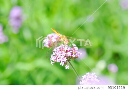 Dragonfly and Verbena bonariensis flower, Verbena x hybrida Groenl and Ruempler or Vervenaceae or Common Garden Verbena Dragonfly and Verbena bonariensis flower, Verbena x hybrida Groenl and Ruempler or Vervenaceae or Common Garden Verbena 93101219
