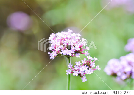 Verbena bonariensis flower, Verbena x hybrida Groenl and Ruempler or Vervenaceae or Common Garden Verbena Verbena bonariensis flower, Verbena x hybrida Groenl and Ruempler or Vervenaceae or Common Garden Verbena 93101224