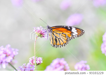 butterfly and Verbena bonariensis flower, Verbena x hybrida Groenl and Ruempler or Vervenaceae or Common Garden Verbena butterfly and Verbena bonariensis flower, Verbena x hybrida Groenl and Ruempler or Vervenaceae or Common Garden Verbena 93101229