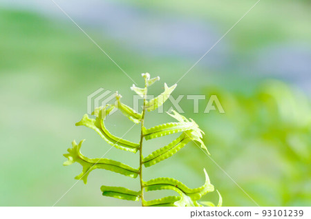 Microsorum punctatum or Mermaids Tail fern ,fern 93101239