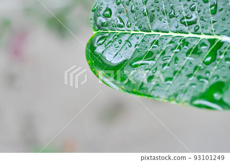 pagoda tree, Plumeria  spp or Frangipani or Temple tree or rain drop on the leaf or Plumeria 93101249