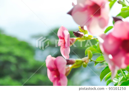 Allamanda blanchetii, Purple Allamanda or violet allamanda or Allamanda violacea 93101250