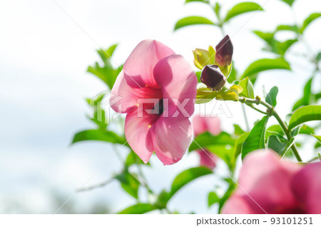 Allamanda blanchetii, Purple Allamanda or violet allamanda or Allamanda violacea 93101251