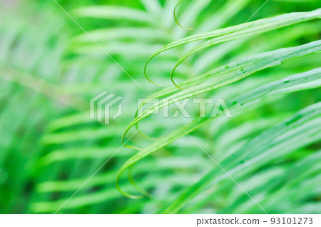 Pteris vittataPteris vittata or Pteris vittata L or fern 93101273