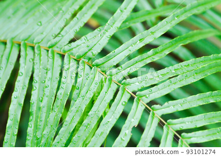 Pteris vittataPteris vittata or Pteris vittata L or fern , fern plant and rain drop on the leaf 93101274