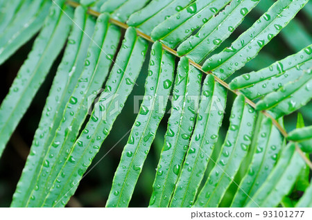 Pteris vittataPteris vittata or Pteris vittata L or fern , fern plant and rain drop on the leaf 93101277