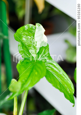 Syngonium podophyllum, Arrowhead Vine or Goosefoot Plant or Araceae Syngonium podophyllum, Arrowhead Vine or Goosefoot Plant or Araceae 93101280