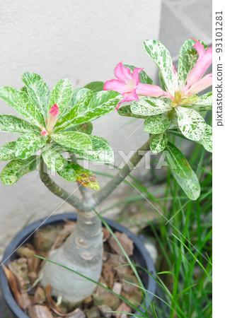 Adenium obesum , Impala Lily or Pink Bignonia or Mock Azalea or Desert Rose or pink flowers or bicolor Bignonia or impala lily ,mock azalea 93101281