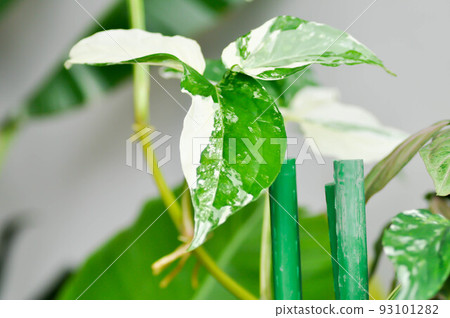 Syngonium podophyllum, Arrowhead Vine or Goosefoot Plant or Araceae 93101282