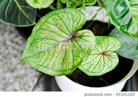 Caladium, Caladium Bicolor Vent or Caladium bicolor or caladium sp 93101283