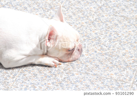dog, white French bulldog or sleeping dog or sleeping French bulldog dog, white French bulldog or sleeping dog or sleeping French bulldog 93101290