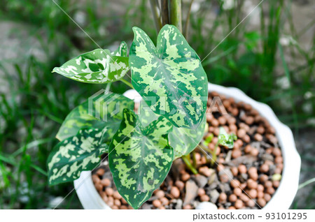 Colocasia Hilo Beauty, Alocasia Hilo or Caladium Hilo Beauty or caladium bicolor 93101295