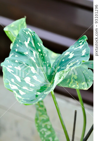 Colocasia Hilo Beauty, Alocasia Hilo or Caladium Hilo Beauty or caladium bicolor Colocasia Hilo Beauty, Alocasia Hilo or Caladium Hilo Beauty or caladium bicolor 93101296