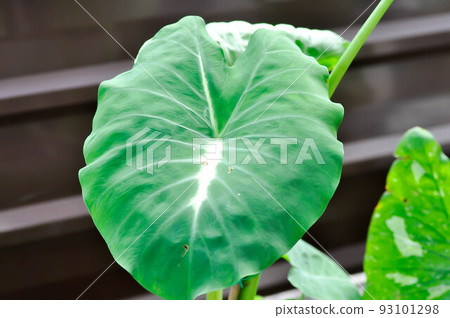 Colocasia Milky Way or Caladium Milky Way or caladium bicolor or Colocasia Elepaio or bicolor 93101298