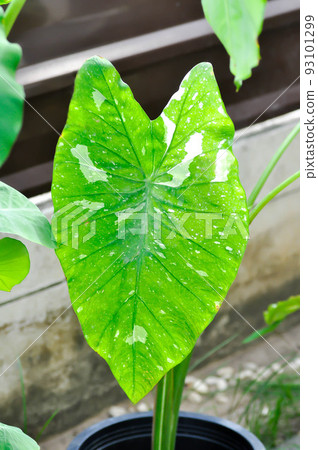 Colocasia midori sour, caladium bicolor or bicolor Colocasia 93101299