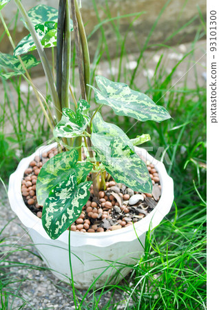 Colocasia Hilo Beauty, Alocasia Hilo or Caladium Hilo Beauty or caladium bicolor 93101300