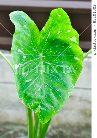 Colocasia midori sour, caladium bicolor or bicolor Colocasia or Colocasia Elepaio Colocasia midori sour, caladium bicolor or bicolor Colocasia or Colocasia Elepaio 93101302