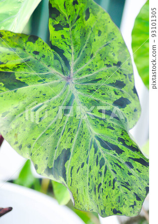 Alocasia, Alocasia mohito or Mojito Alocasia or tricolor alocasia or black and green leaf Alocasia, Alocasia mohito or Mojito Alocasia or tricolor alocasia or black and green leaf 93101305