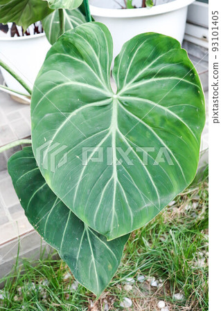 Philodendron gloriosum, Araceae.or Philodendron.or P gloriosum Philodendron gloriosum, Araceae.or Philodendron.or P gloriosum 93101405