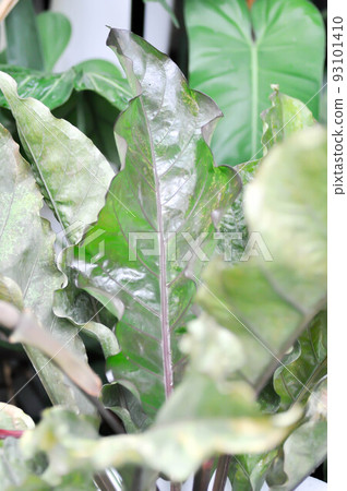 Anthurium Renaissance,  Anthurium or bicolor anthurium 93101410