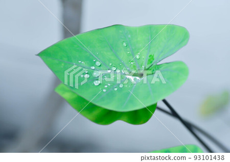 Coffee Cups, Elephant Ear or Colocasia esculenta or Colocasia 93101438